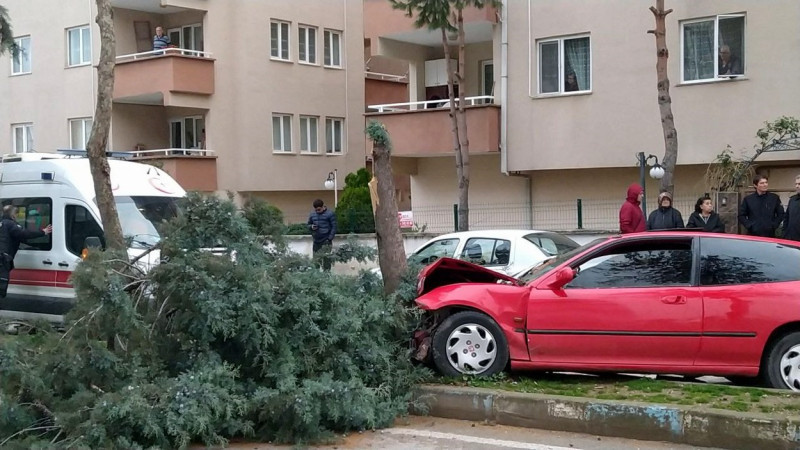 Bursa'da alkollü sürücü ağacı devirerek durabildi