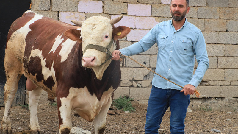 1 tonluk 'Çalo', 130 bin liradan alıcısını bekliyor