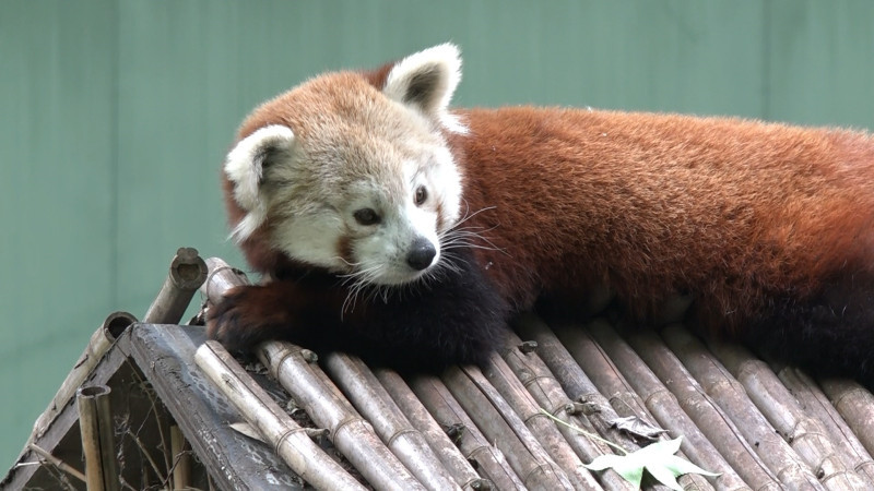 Macaristan'dan Bursa'ya getirilen kızıl pandanın keyfi yerinde