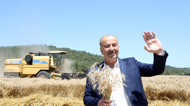 Mudanya'da buğday hasadı zamanı