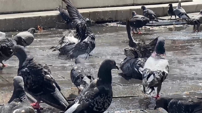 Bursa'da güvercinler böyle serinledi