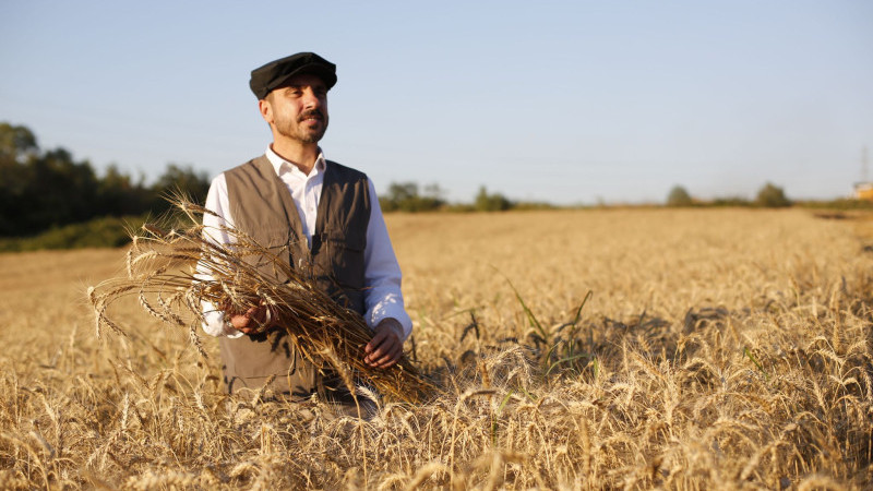 Kestel Belediyesi Türkiye’nin en ucuz ekmeği için buğdayları hasat etti