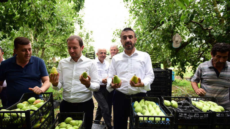 Başkan Tanır ve Milletvekili Kılıç Kestel’de armut hasadına katıldı