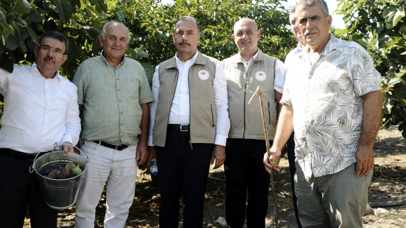 Mudanya'da kraliçe incirinin hasadı başladı