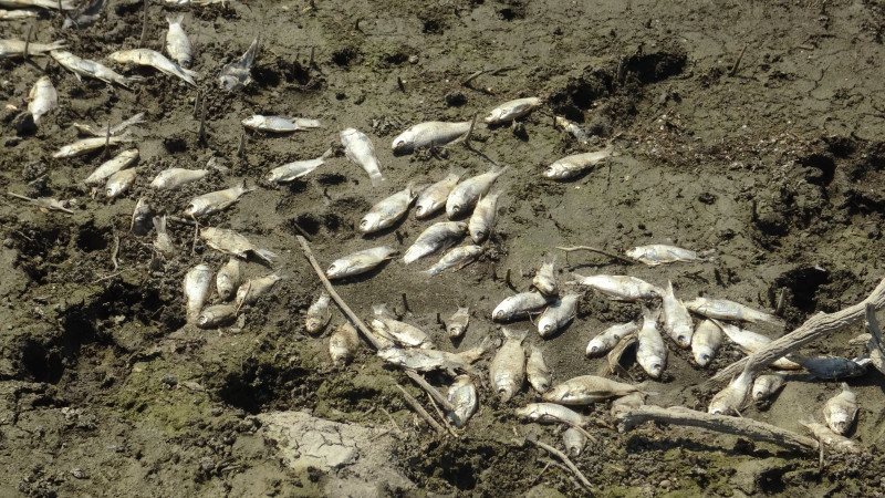 Bursa'da o derede balık ölümleri