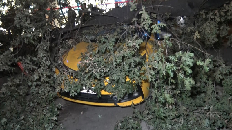 193 yıllık ağaç taksi durağına devrildi