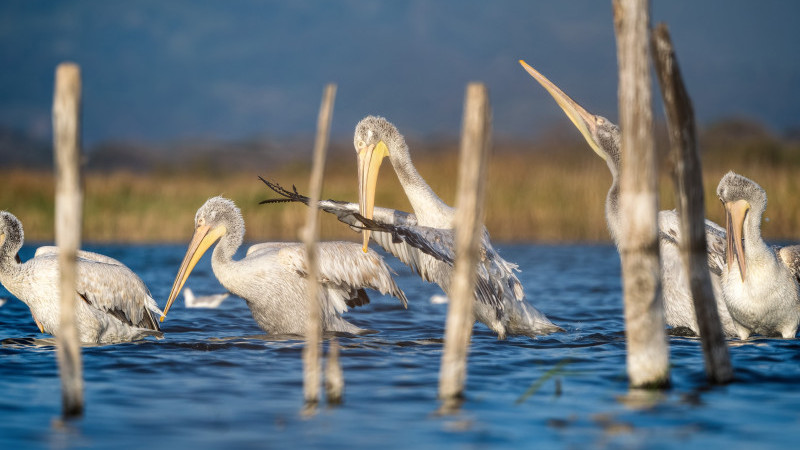Tepeli pelikanlardan görsel şölen