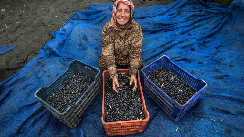 Zeytin hasadı için geri sayım başladı