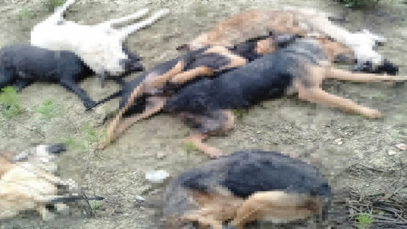 Bilecik’te öldürülen sokak köpekleri ile ilgili 4 kişi gözaltına alındı