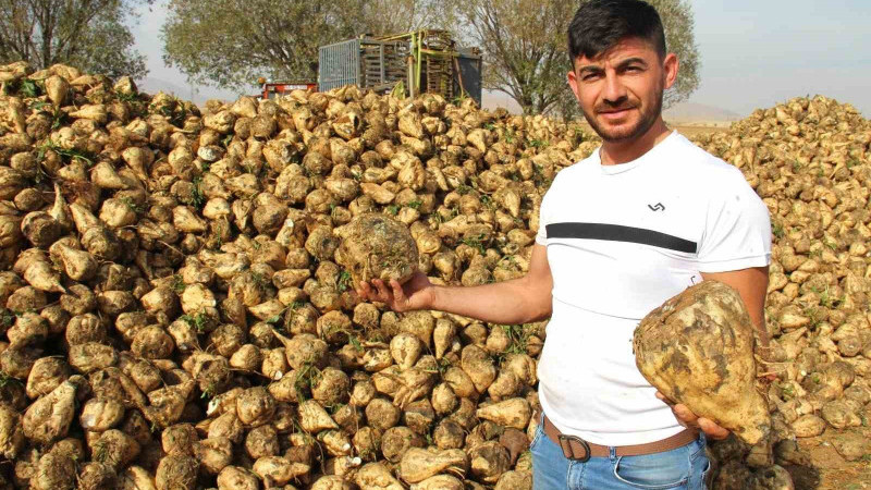 Kahramanmaraş’ta şeker pancarı hasadı başladı