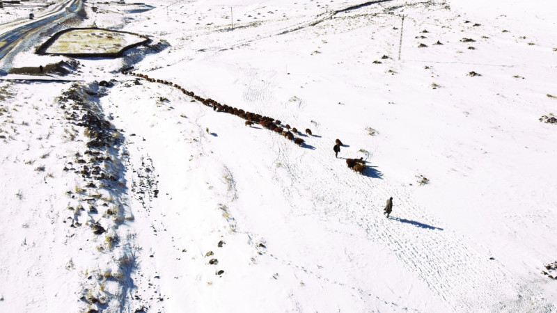 Iğdır’da hayvan sürülerinin zorlu kış dönüşü başladı
