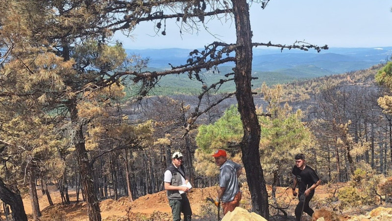 Orhaneli’ndeki yangında 96 hektar orman kül oldu, ağaçlandırma çalışması başladı