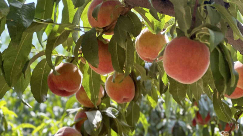 Meşhur Bursa şeftalisinde 14 bin ton rekolte bekleniyor