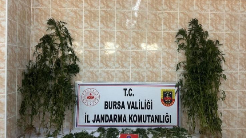 Ahırında uyuşturucu yetiştirdi, jandarmadan kaçamadı