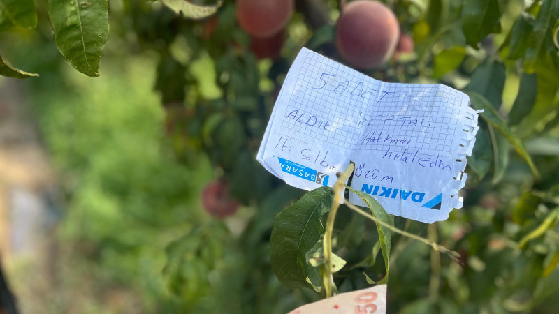 Şeftali ağacına asılan not kalpleri ısıttı