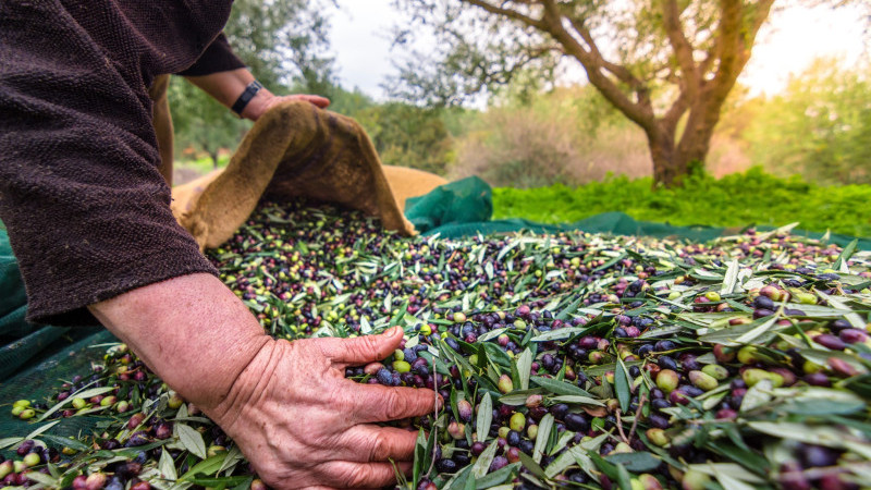 Zeytin rekolte beyanı 2 bin 600 tonu buldu