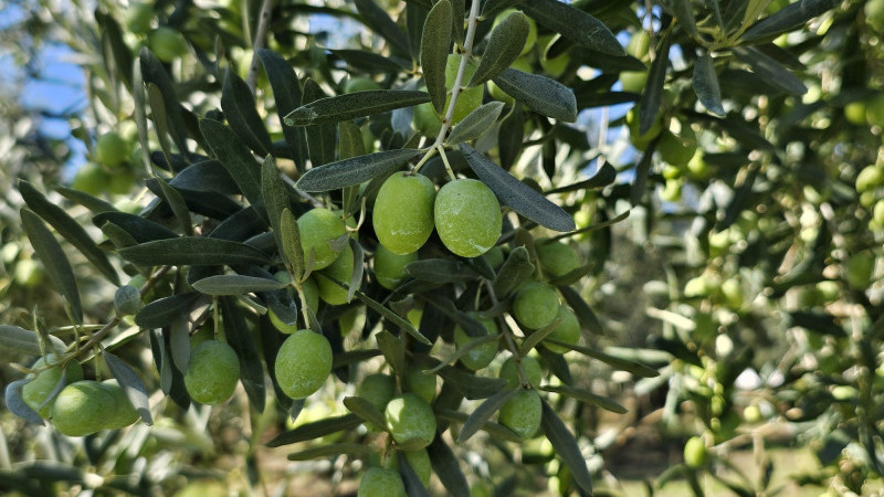 1 kilogram zeytinin maliyeti hesaplandı