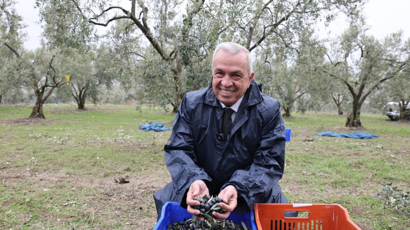 Başkan Şadi Özdemir zeytin hasadına katıldı