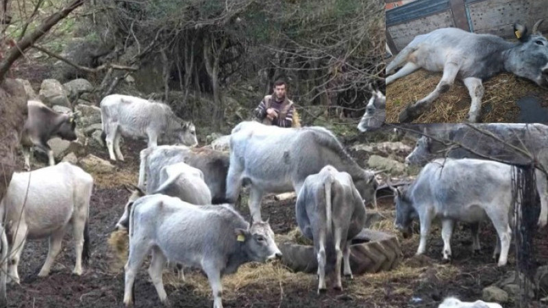 Bursa'da komşu köyün merasına giren inekleri katlettiler!