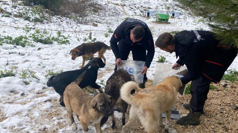 Mudanya'da yollar açılıyor, can dostlar unutulmuyor