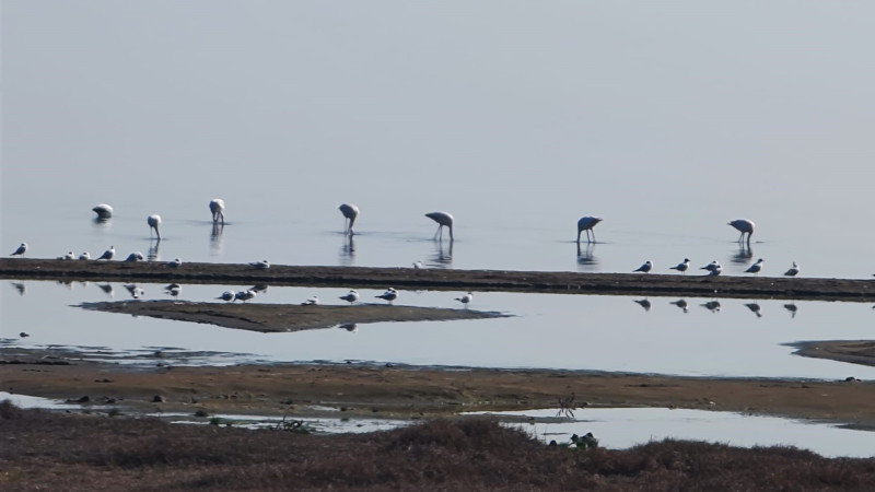 Flamingolar göç yolunda İznik Gölü’nde mola verdi