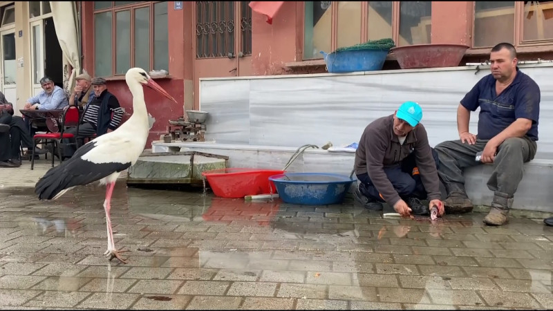 Yaren, diğer leylekleri de alıştırdı