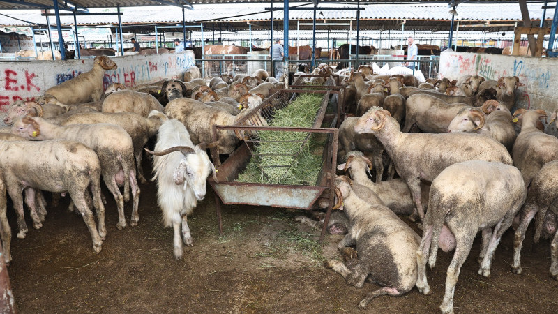 Nilüfer Kurban Bayramı’na hazır