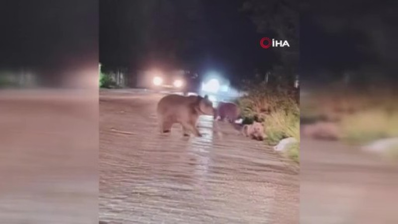 Her an karşınıza ayı çıkabilir