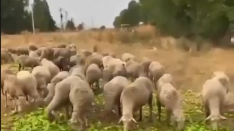 Bursa'da krize neden olan o görüntülerdeki çiftçi bakın ne dedi?
