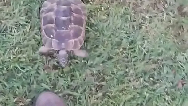 Kaplumbağa ve bahçıvanın dostluğu kıskandırdı