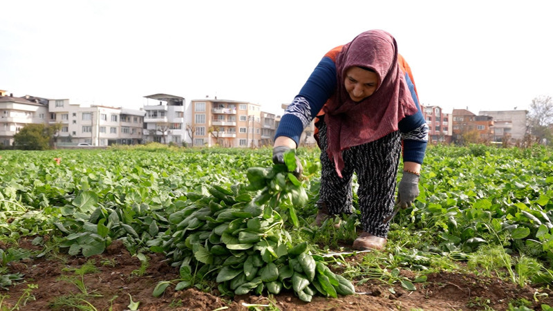 Osmangazi Belediyesi’nden doğal tarım adımı: İlaçsız ıspanaklar sofralarda