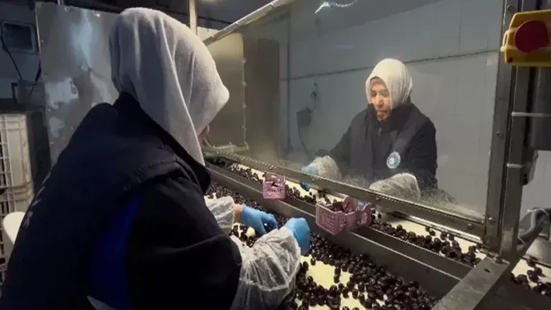 Zeytinyağı sofralardan kozmetiğe Marmarabirlik yenilikleriyle geliyor